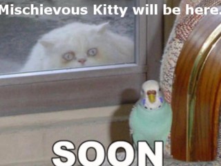 Mischievous Kitty Webcam show 9/11 (Lush and Hitachi show)