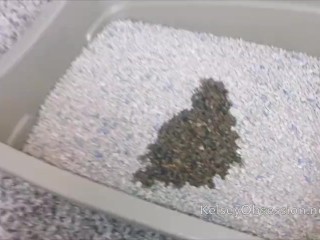 Desperate Jasmeen LeFleur Peeing in a Litterbox