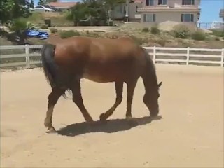 Farting horse