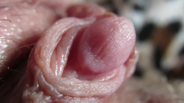 Hot Babe Solo Close Up - Pulsing Hard Clitoris In Extreme Close Up