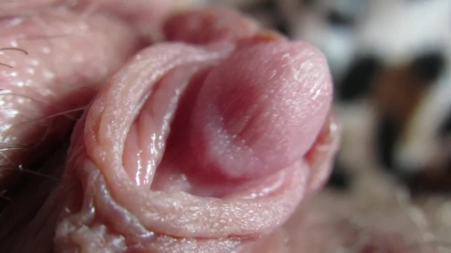 Pulsing Hard Clitoris In Extreme Close Up - Pornhubcom-8063